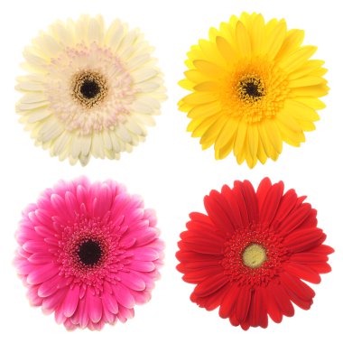 Gerbera Daisy clipart