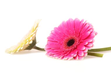 Gerbera Daisy clipart