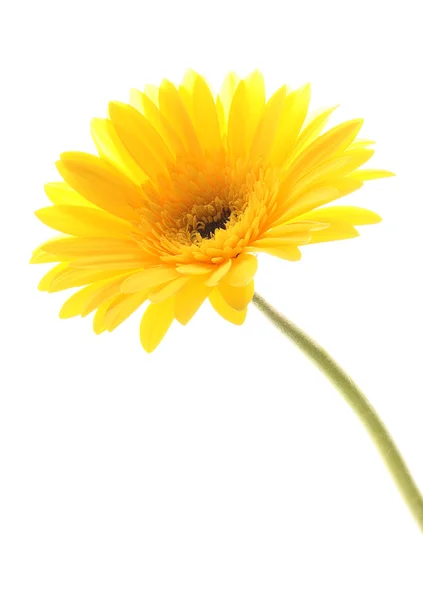 Yellow Daisy — Stock Photo, Image