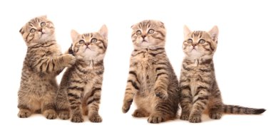 Scottish kittens in funny poses clipart