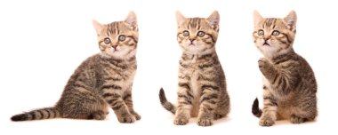 Scottish kitten in various poses clipart