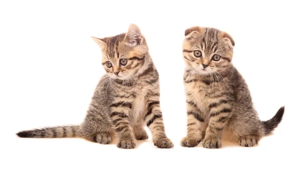 Dos lindos gatitos escoceses — Foto de Stock