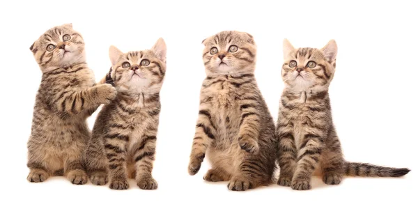 Шотландские котята в смешных позах — стоковое фото