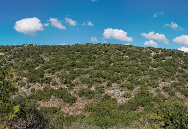 Cerro verde cubierto de arbustos —  Fotos de Stock