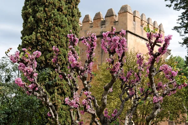 Júdás fa virágzik a granadai alhambra kertek — Stock Fotó