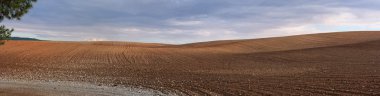 Panorama of orange plowed field in cloudy day before rain clipart