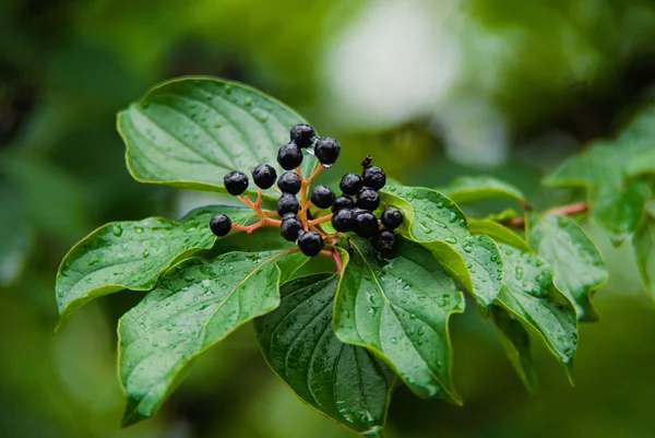 stock image Twig with black berries