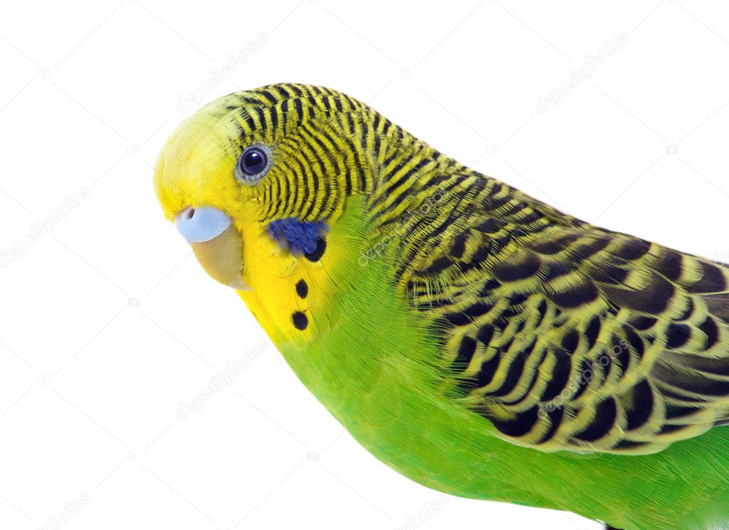 Green and yellow budgie