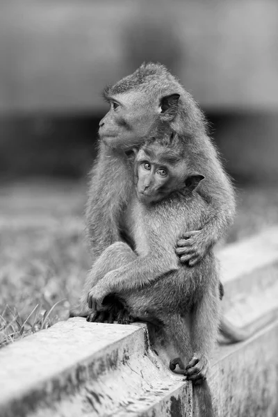 Любовь обезьян — стоковое фото