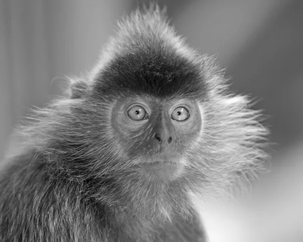 银叶猴 — 图库照片