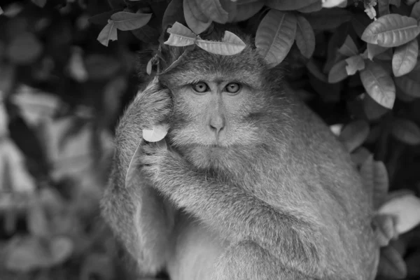 猕猴 — 图库照片