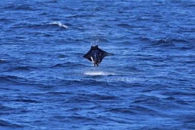 Manta ray jumping clipart