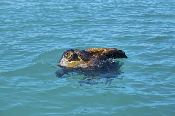 L'accouplement des tortues marines — Photo