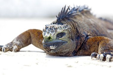 Galapagos marine Iguana clipart