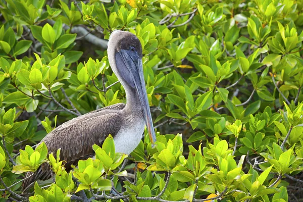 Pelicano descansando em Galápagos — Fotografia de Stock