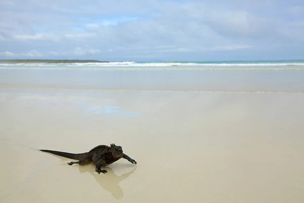加拉帕戈海洋鬣鳞蜥 — 图库照片