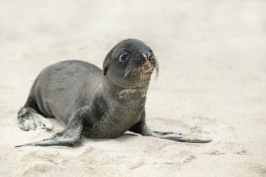 Newborn Sea Lion clipart