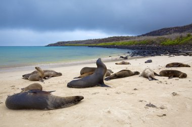 Sea lion colony clipart