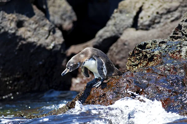 Галапагосский пингвин — стоковое фото