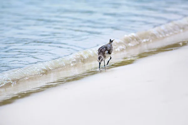 Passarinho na baía de Tortuga — Fotografia de Stock