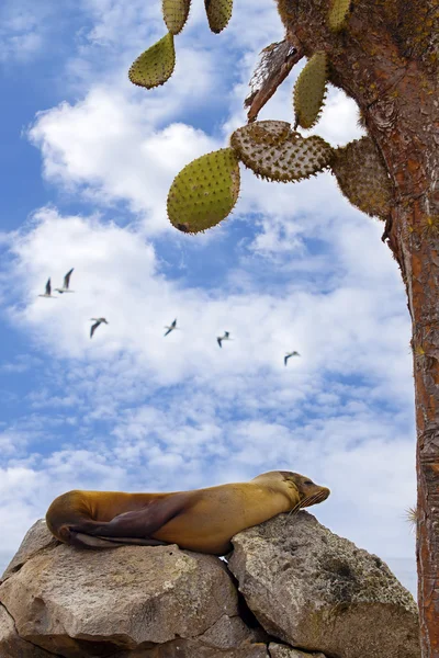 Resting sea lion — Stock Photo, Image