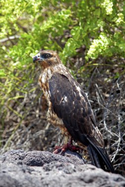 Galapagos şahin üzerinde santa fe