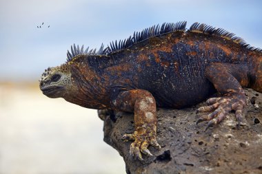 Galapagos marine Iguana clipart