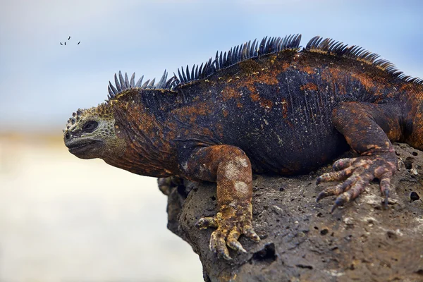 Galapagos-Leguan — Stockfoto
