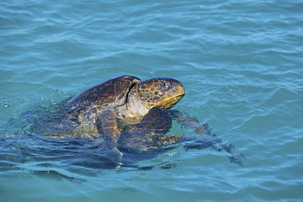 Paarung von Meeresschildkröten — Stockfoto