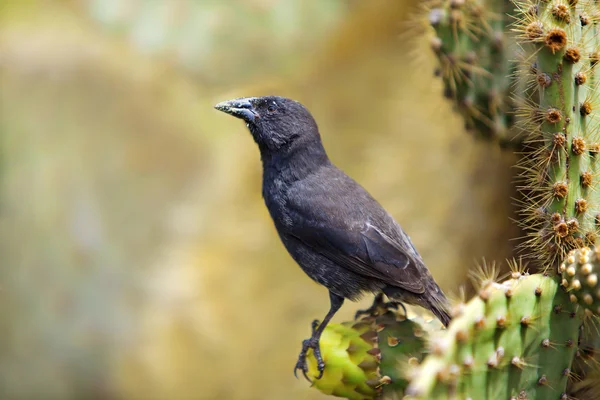 Galápagos Common Cactus Finch — Fotografia de Stock