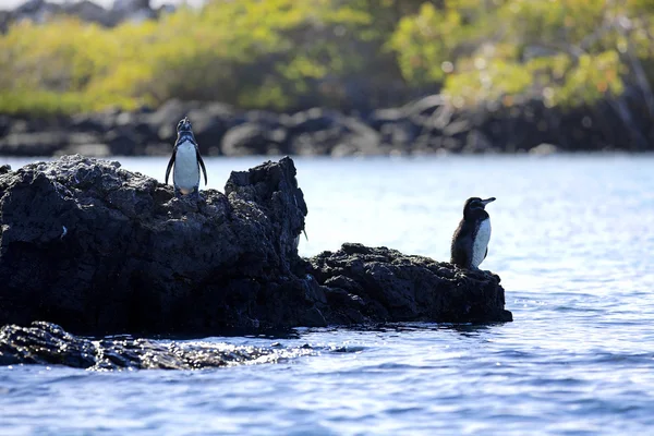 Un pingüino de Galápagos — Foto de Stock