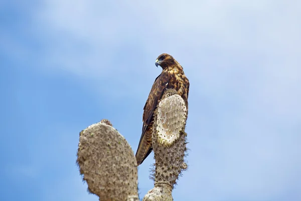 Galapagos Hawk บน ซานตาเฟ่ — ภาพถ่ายสต็อก