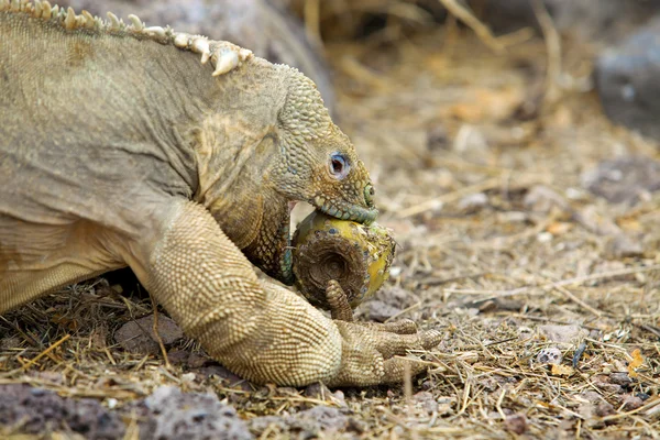 Iguana terrestre de galápagos — Foto de Stock