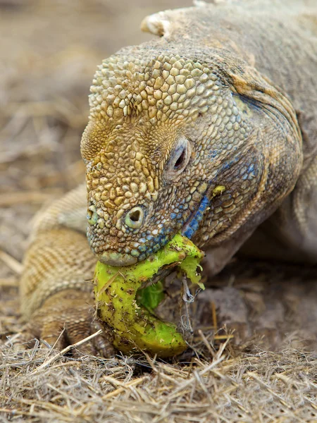 Galápagos iguana terra — Fotografia de Stock