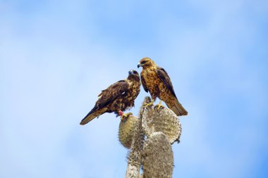 Galapagos hawks üzerinde santa fe