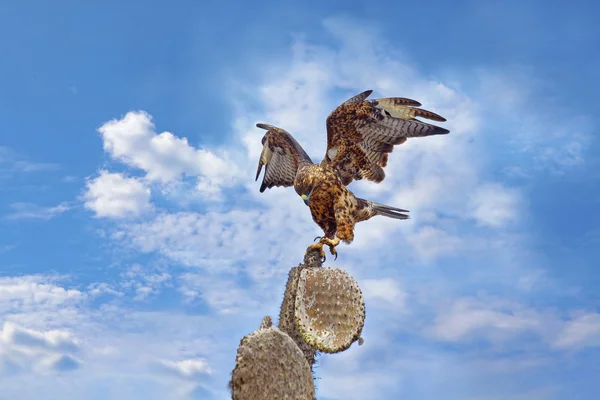 Galapagos Hawk on Santa Fe — Stock Photo, Image