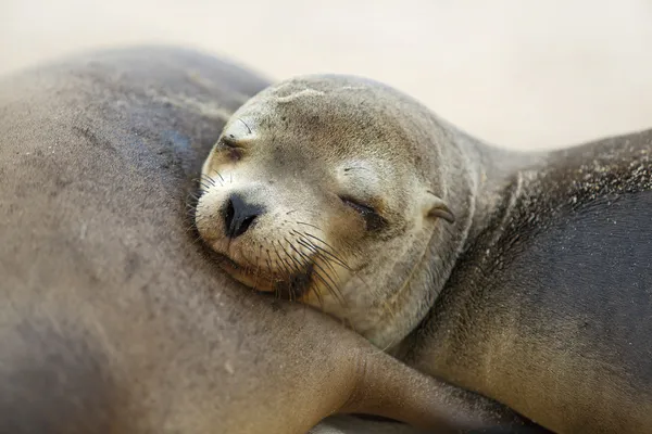 Young Sea Lion — Stock Photo, Image