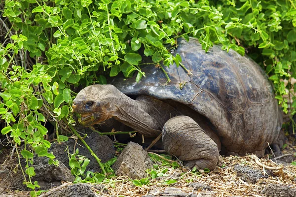 Галапагосская черепаха — стоковое фото