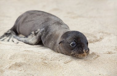 Newborn Sea Lion clipart