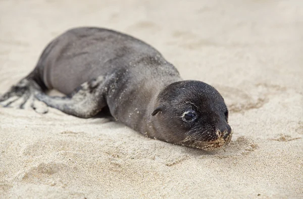 Newborn Sea Lion — Stock Photo, Image