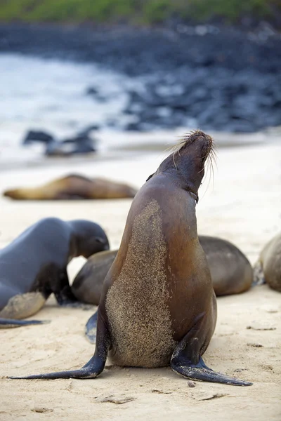 Sea lion colony — Stock Photo, Image