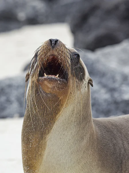 Sea lion colony — Stock Photo, Image