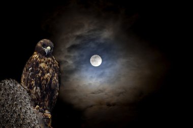 Galapagos Hawk at night clipart