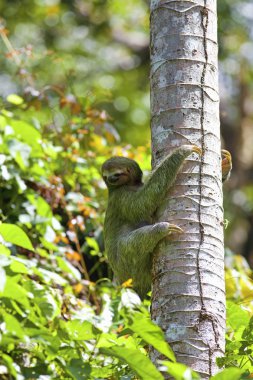 A Three-toed Sloth clipart