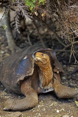 Bir Galapagos Kaplumbağa.