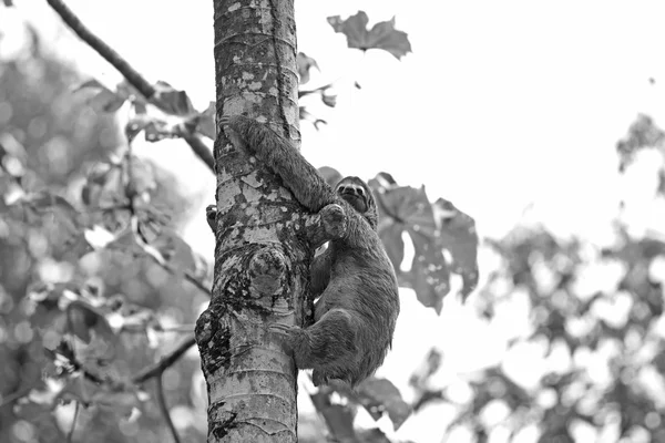A Three-toed Sloth — Stock Photo, Image
