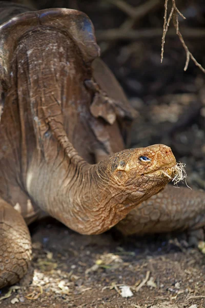 Галапагоські черепахи — стокове фото