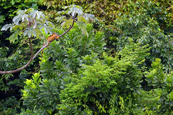 stock image Costa Rican jungle