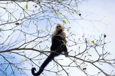 Beyaz yüzlü capuchin