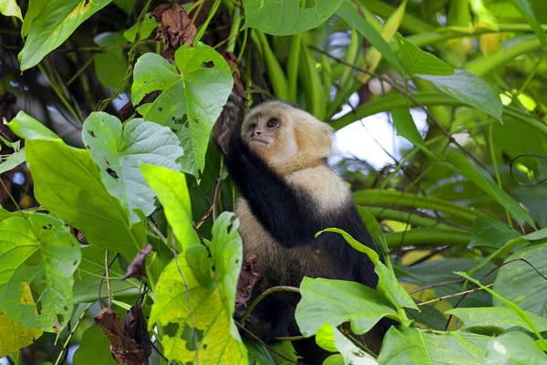 Capuchino de cara blanca —  Fotos de Stock